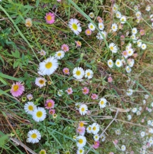 Erigeron karvinskianus at Isaacs, ACT - 22 Oct 2023 04:27 PM