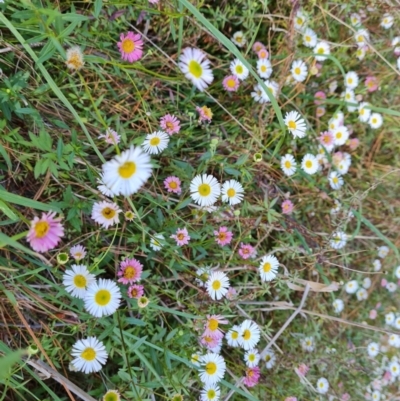 Erigeron karvinskianus (Seaside Daisy) at Isaacs, ACT - 22 Oct 2023 by Mike