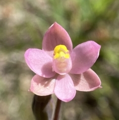 Thelymitra carnea (Tiny Sun Orchid) at Dalton, NSW - 19 Oct 2023 by AJB