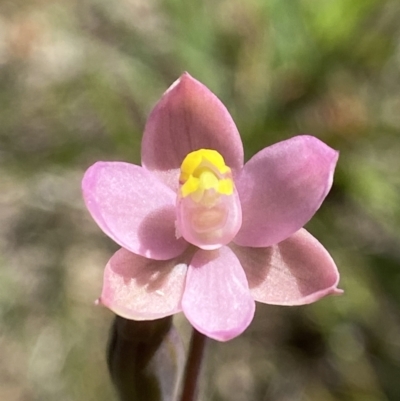 Thelymitra carnea (Tiny Sun Orchid) at Dalton, NSW - 19 Oct 2023 by AJB