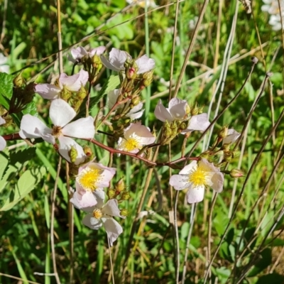 Rosa sp. (A Wild Rose) at Isaacs, ACT - 22 Oct 2023 by Mike