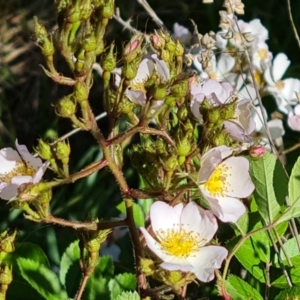 Rosa sp. at Isaacs, ACT - 22 Oct 2023 04:26 PM