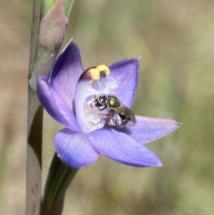 Lasioglossum (Homalictus) urbanum (Furrow Bee) at Dalton, NSW - 20 Oct 2023 by AJB