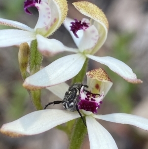 Caladenia cucullata at Dalton, NSW - suppressed