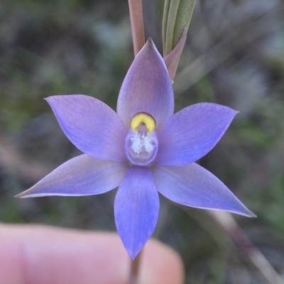 Thelymitra arenaria (Forest Sun Orchid) at Dalton, NSW - 20 Oct 2023 by AJB