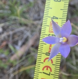 Thelymitra arenaria at Dalton, NSW - 20 Oct 2023