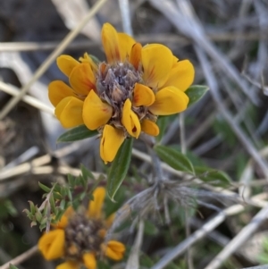 Pultenaea capitellata at Rendezvous Creek, ACT - 22 Oct 2023 10:52 AM