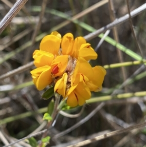 Pultenaea capitellata at Rendezvous Creek, ACT - 22 Oct 2023 10:52 AM