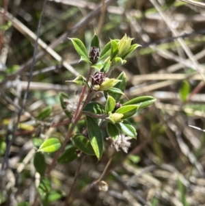 Pultenaea capitellata at Rendezvous Creek, ACT - 22 Oct 2023 10:52 AM