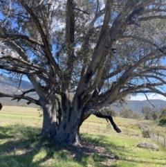 Eucalyptus camaldulensis subsp. camaldulensis (River Red Gum) at Booth, ACT - 22 Oct 2023 by NedJohnston