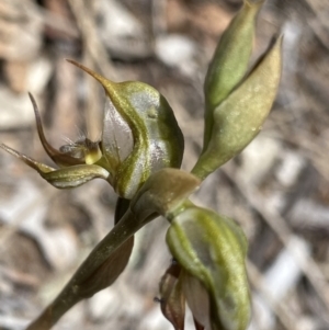 Oligochaetochilus hamatus at Rendezvous Creek, ACT - suppressed