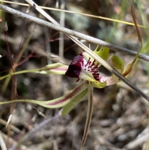 Caladenia parva at Rendezvous Creek, ACT - suppressed