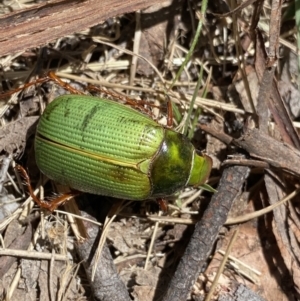 Xylonichus sp. (genus) at Rendezvous Creek, ACT - 22 Oct 2023 12:54 PM