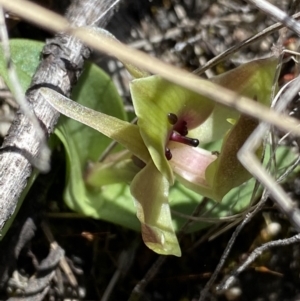 Chiloglottis valida at Rendezvous Creek, ACT - 22 Oct 2023