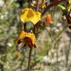 Diuris semilunulata (Late Leopard Orchid) at Rendezvous Creek, ACT - 21 Oct 2023 by Ned_Johnston