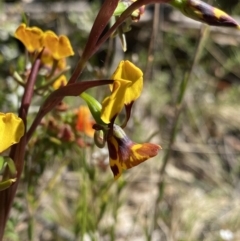 Diuris semilunulata at Rendezvous Creek, ACT - suppressed