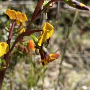 Diuris semilunulata at Rendezvous Creek, ACT - 22 Oct 2023