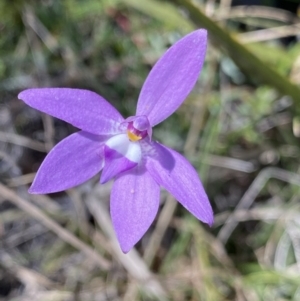 Glossodia major at Rendezvous Creek, ACT - suppressed