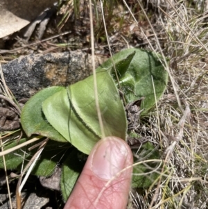 Podolepis sp. at Rendezvous Creek, ACT - 19 Oct 2023