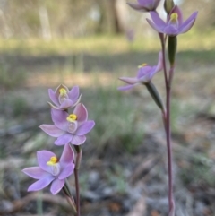 Unidentified Orchid at Dalton, NSW - 20 Oct 2023 by AJB