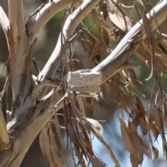 Rhipidura leucophrys at Symonston, ACT - 22 Oct 2023 12:49 PM