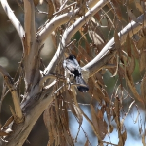 Rhipidura leucophrys at Symonston, ACT - 22 Oct 2023 12:49 PM