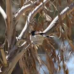 Rhipidura leucophrys at Symonston, ACT - 22 Oct 2023 12:49 PM