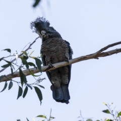 Callocephalon fimbriatum (Gang-gang Cockatoo) at Acton, ACT - 20 Oct 2023 by AlisonMilton