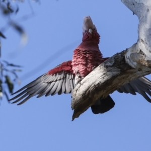 Eolophus roseicapilla at Acton, ACT - 20 Oct 2023 08:20 AM