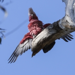 Eolophus roseicapilla at Acton, ACT - 20 Oct 2023