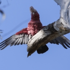 Eolophus roseicapilla at Acton, ACT - 20 Oct 2023