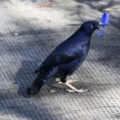 Ptilonorhynchus violaceus (Satin Bowerbird) at Acton, ACT - 20 Oct 2023 by AlisonMilton