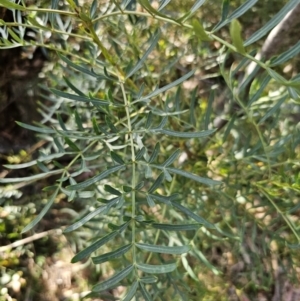 Polyscias sambucifolia subsp. Bipinnate leaves (J.H.Ross 3967) Vic. Herbarium at Captains Flat, NSW - 22 Oct 2023 05:30 PM