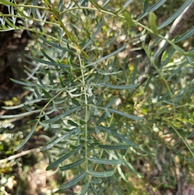 Polyscias sambucifolia subsp. Bipinnate leaves (J.H.Ross 3967) Vic. Herbarium (Ferny Panax) at Yanununbeyan State Conservation Area - 22 Oct 2023 by Csteele4