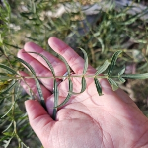 Polyscias sambucifolia subsp. Bipinnate leaves (J.H.Ross 3967) Vic. Herbarium at Captains Flat, NSW - 22 Oct 2023 05:30 PM