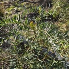 Polyscias sambucifolia subsp. Bipinnate leaves (J.H.Ross 3967) Vic. Herbarium at Captains Flat, NSW - 22 Oct 2023 05:30 PM