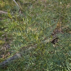 Polyscias sambucifolia subsp. Bipinnate leaves (J.H.Ross 3967) Vic. Herbarium at Captains Flat, NSW - 22 Oct 2023 05:30 PM