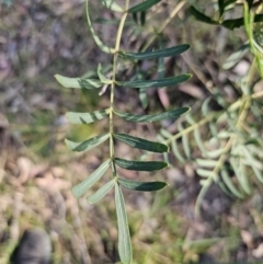 Polyscias sambucifolia subsp. Bipinnate leaves (J.H.Ross 3967) Vic. Herbarium at Captains Flat, NSW - 22 Oct 2023 05:30 PM