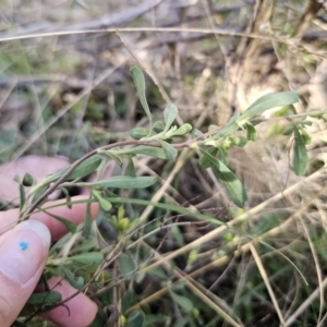 Hibbertia obtusifolia at Captains Flat, NSW - 22 Oct 2023