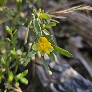 Hibbertia obtusifolia at Captains Flat, NSW - 22 Oct 2023