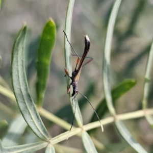 Enchoptera apicalis at Captains Flat, NSW - 22 Oct 2023