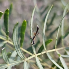 Enchoptera apicalis at Captains Flat, NSW - 22 Oct 2023