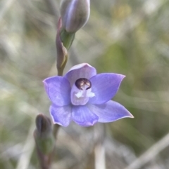 Thelymitra peniculata (Blue Star Sun-orchid) at Sutton, NSW - 21 Oct 2023 by AJB