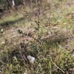 Leucopogon fletcheri subsp. brevisepalus (Twin Flower Beard-Heath) at Captains Flat, NSW - 22 Oct 2023 by Csteele4