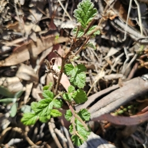 Rubus parvifolius at Captains Flat, NSW - 22 Oct 2023