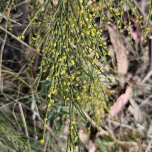 Exocarpos strictus at Captains Flat, NSW - 22 Oct 2023