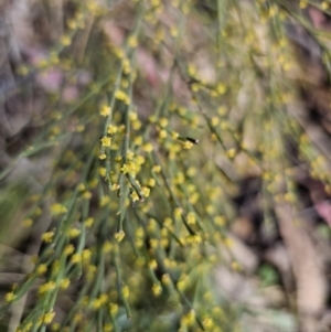 Exocarpos strictus at Captains Flat, NSW - 22 Oct 2023