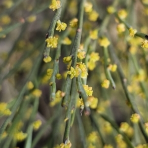 Exocarpos strictus at Captains Flat, NSW - 22 Oct 2023