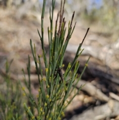 Exocarpos strictus at Captains Flat, NSW - 22 Oct 2023