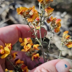 Mirbelia oxylobioides at Captains Flat, NSW - 22 Oct 2023